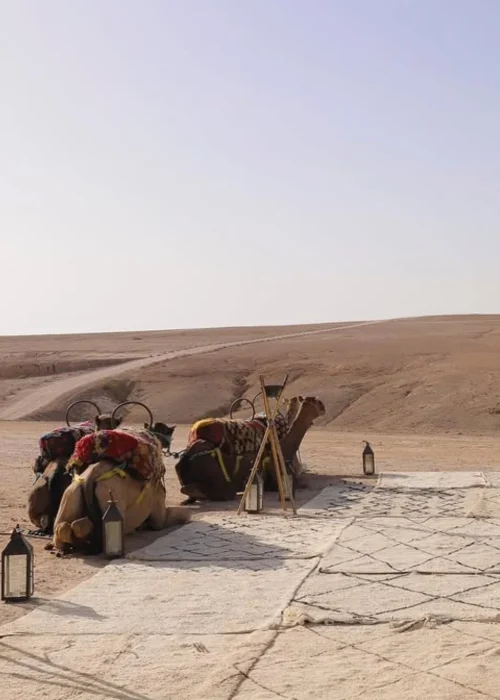 Création sans titre (5)